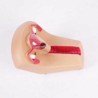 여성 자궁 내 피임 훈련 모델 생식기 기관 교육 금형 상부 링 복용 연습, 1개