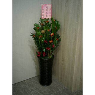 金錢樹組合盆栽/開幕開市/榮升榮調/喬遷/會員大會/競選總部/寬約35-40公分 高120-130公分, 1個