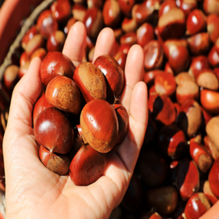 [산지직송] 국내산 공주생밤 알밤 저온숙성 햇밤 공주밤 맛밤 중 대, 1개, 2kg