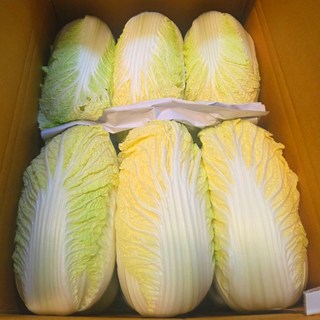 (삼형제청과)알배기 배추 알배추 쌈배추 3통 6통 12통, 6개, 600g