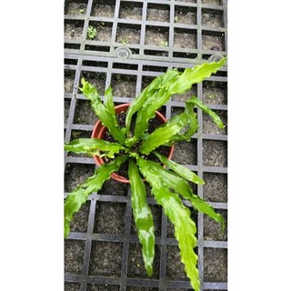 霏霏園藝 鐵角蕨屬 山蘇花 巢蕨 大鱗巢蕨 3吋盆栽, 1個