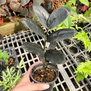 P老闆園藝 黑金招財樹 金錢樹 3.5吋盆