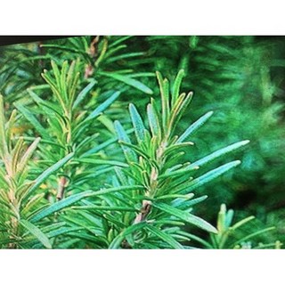 ND藍膠尤加利精油 1KG純精油 2手鋁罐分裝, 1個