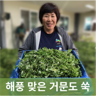[신진농산] 여수 거문도 쑥 해풍 맞은 산지직송 생쑥, 3kg, 1박스