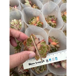 MC多肉園 嚴選5月韓國進口多肉植物，多品種可選，療癒盆栽，新手推薦, 1個, 紅爪皮亞娜