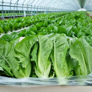 [바른농산]국내산 로메인 상추 통로메인 당일작업, 2kg, 1개