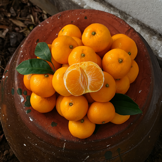 [연말특가]맛수다 제주 서귀포 노지 감귤 초특가, 1박스, 중대과(L) 10Kg