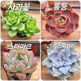 요즘 인기있는 다육 4종, 1번-요즘인기있는 4종세트, 1개