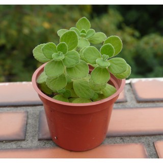 花樣渼栽盆栽生活館 碰碰香 (3寸) (目前植物較矮 株數約5株以上) 多肉植物 觀葉植物, 1個, 植株+3寸（整盆寄出）