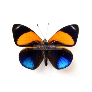 蝴蝶標本A1 已展翅 秘魯產地 精美昆蟲收藏 自然科學教育, Asterope markii♂