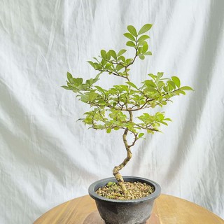 무늬 목백일홍 배롱 나무 반려 식물 인테리어 분재 화분