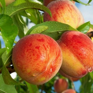 복숭아나무 신비복숭아 묘목 접목1년 상묘 유실수