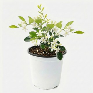 갑조네 오렌지자스민 실내공기정화식물 키우기쉬운 실내화초 자스민 향기나는꽃, 1개, 단일