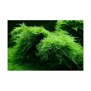 수족관용 이끼 | 민물 살아있는 수생 자바, Java Moss, Java Moss, 1개