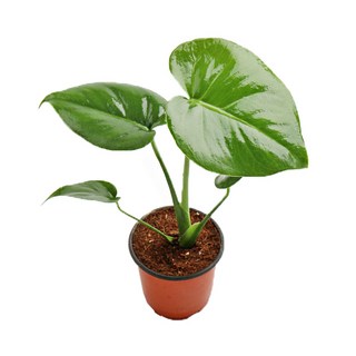 갑조네 몬스테라(소품) 실내 인테리어 공기정화식물, 몬스테라, 1개