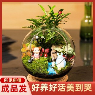 微景觀生態瓶：苔蘚迷你植物DIY材料包，玻璃瓶特價，好養易活，點綴您的生活空間, 1個, DIY材料包,雙開口12*12cm