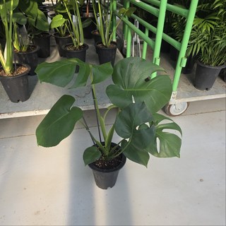 몬스테라 중대품 실내 인테리어 공기정화식물, 2개, 기본