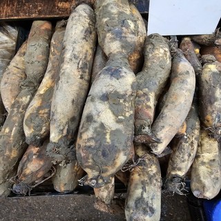 국내산 흙연근 피연근 당일수확 배송 싱싱한 햇연근, 1개, 2kg