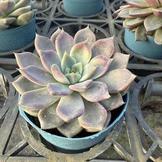 沅鈺農場 多肉植物 三吋盆/浪漫野玫瑰, 三吋紅盆, 1個