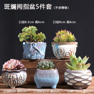 多肉花盆 陶瓷盆栽 4件套組, 斑斕拇指盆5件套,陶瓷, 1個