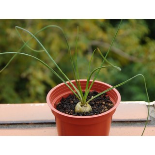 花樣渼栽盆栽生活館 彈簧草 (3寸) 多肉植物 觀葉植物，療癒盆栽，室內綠植首選, 1個, 植株(裸根)+3寸盆土