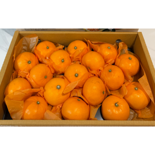 [프리미엄 선물세트] 꿀브릭스 제주 천혜향, 1박스, 3kg (6-13과)