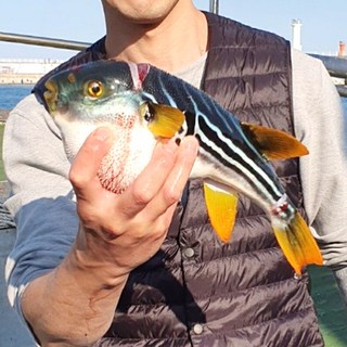 [품질 보장 국내산 까치복세트] 국내산 포항 생물 까치복 세트 까치복 밀키트 무 미나리 소스 포함 캠핑장 추천, 1개, 까치복 손질후 1200g~1800g