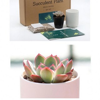 행운몰 다육이 키우기 화분 키트 다육 식물 세트, 바위솔