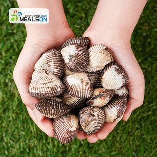 밀스온 제철 조개 생물 꼬막 새꼬막, 생물 새꼬막, 2개, 왕 1kg(85알 내외)