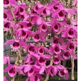 苔鑽 迷秀倒吊蘭 園藝交種（三寸盆 ）/蘭花/花苗/花色鮮豔/辦公室小物/家庭植栽/室內外皆可, 1個, 迷秀倒吊蘭（含盆寄出）,單株（盆）