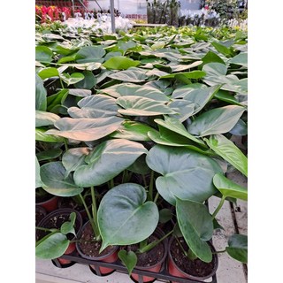 4개발송 묶음발송 국민식물 몬스테라 소품 반려식물 플렌츠영, 1개