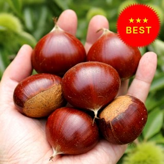 [초고당도-대] 굿뜨래인증 2025 햇 밤 알밤, 1세트, 4kg