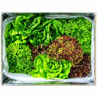 [팜플로우] 유럽상추 유럽샐러드 쌈채소 4~5종구성 유럽샐러드채소 모듬쌈 로메인 버터헤드 유럽채소, 1kg, 1박스