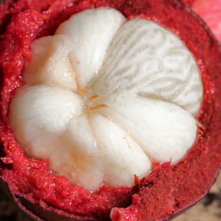 태국 항공직송 프리미엄 망고스틴 고당도 신선과일 생과, 1박스, 5kg