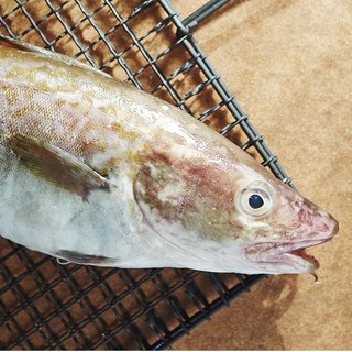 대천항 당일조업 생물 대구, 1개, 1미(800g ~ 1100g 내외)