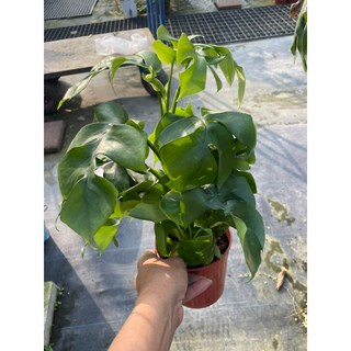 霏霏園藝姬龜背5寸盆栽特價組 一次購買兩棵更優惠 綠植盆栽 美化居家環境, 1個, 一棵特價150元