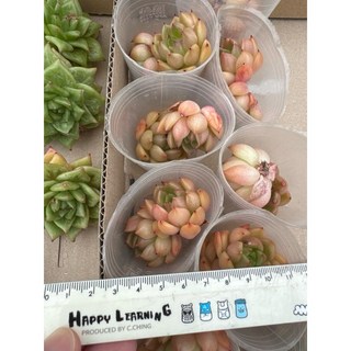 MC多肉園 嚴選5月韓國進口多肉植物，多品種可選，療癒盆栽，新手推薦, 1個, 明朗