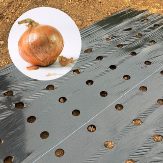 농업용 국산 고급형 8구 유공 흑색 멀칭 양파 비닐 0.02 X 120cm X 200, 1개