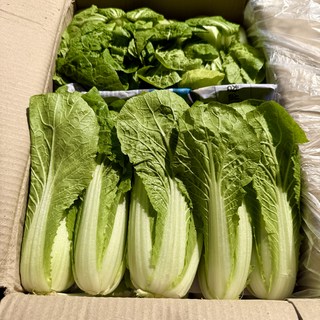 농진사 얼갈이 배추 국내산 특품, 4kg, 1개