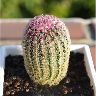 花樣渼栽盆栽生活館 紫太陽 (3寸) 仙人掌 多肉植物 觀葉植物 室內外植物, 1個, 植株(裸根)