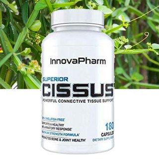이노바팜 시서스가루 알약 추출물 시저스 씨서스 CISSUS 180캡슐, 1개, 180정