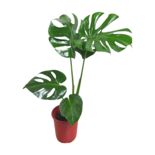 萬花叢 觀葉植物【龜甲芋】5/6吋盆 - 室內盆栽 綠色植物 淨化空氣, 綠, 1個