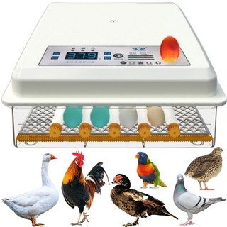 全自動16枚孵蛋機 雞蛋孵化器 鳥蛋 鴨蛋 鵝蛋 蘆丁雞 鸚鵡 鵪鶉 110V/12V雙電源, 1個, 16枚全自動孵蛋機 110V+12V二用, 16枚全自動孵蛋機