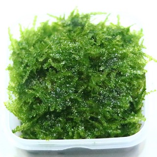 미미네아쿠아 미니 삼각 모스 스퀘어 무결점 음성 수초, 1개