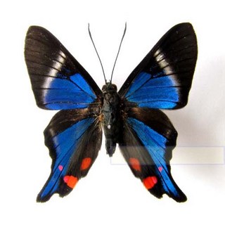 蟲新發現 - 蝴蝶標本A1 Rhetus periander, 未展翅乾貨, 1個