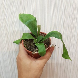 P老闆園藝 鹿角蕨 3吋盆, 1個