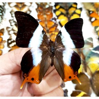 蟲新發現 蝴蝶標本A1 Palla violinitens 未展翅乾貨，自然科學教具，昆蟲標本收藏，生物教學素材, 1個