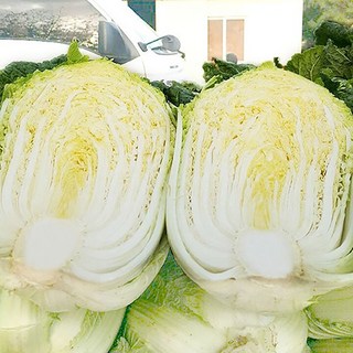 동강산들애 수작업으로 야무진 동강절임배추 국산 김장배추 천일염 절인배추, 20kg, 20kg, 1개