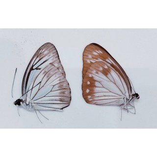 蟲新發現 蝴蝶標本A1A 黑脈青粉蝶 成對 精美收藏 禮品首選