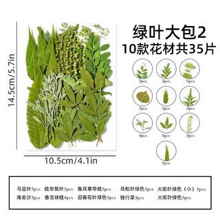 葉子大包系 真花壓花 永生花 綠葉材料包 少女寫真 壁畫 DIY水晶滴膠 乾燥花 植物標本, 綠葉大包2